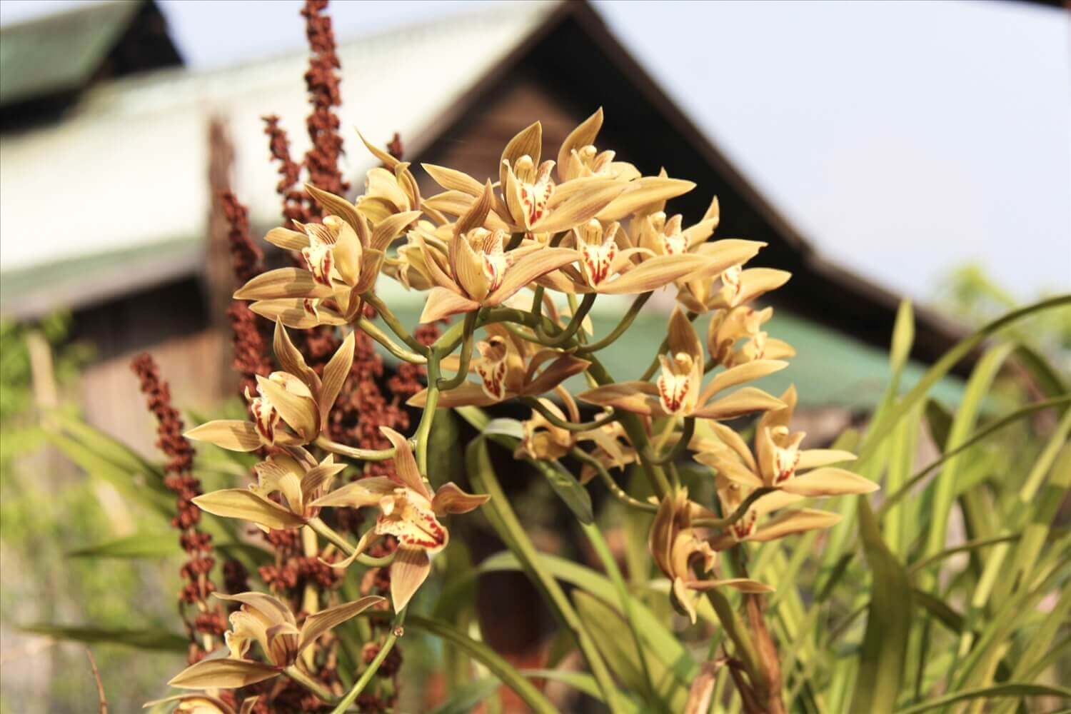 Vi Ro Ngheo 지역사회 관광 마을