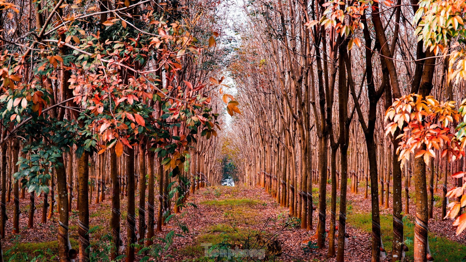 紅葉の季節にうっとりするほど美しい中央高原のゴム林