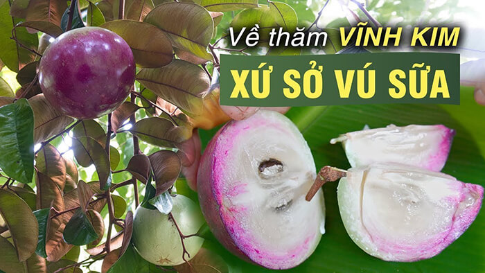 Vườn cây trái Vĩnh Kim