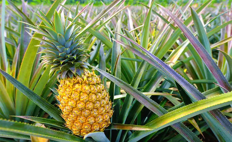 Nếu bạn có dịp du lịch Tiền Giang và đi ngang qua những Cánh đồng khóm Tân Phước thì hãy nhớ ghé lại vườn để thưởng thức những quả khóm thanh mát.