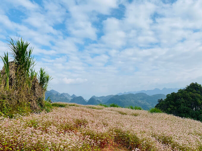 Tam giác mạch Lũng Táo .
