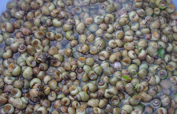 この場所は、手付かずの自然景観だけでなく、特製のたたき飯でも有名です。