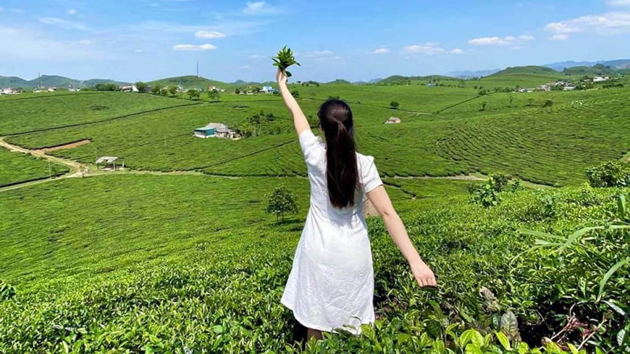 Đồi chè Cầu Đất