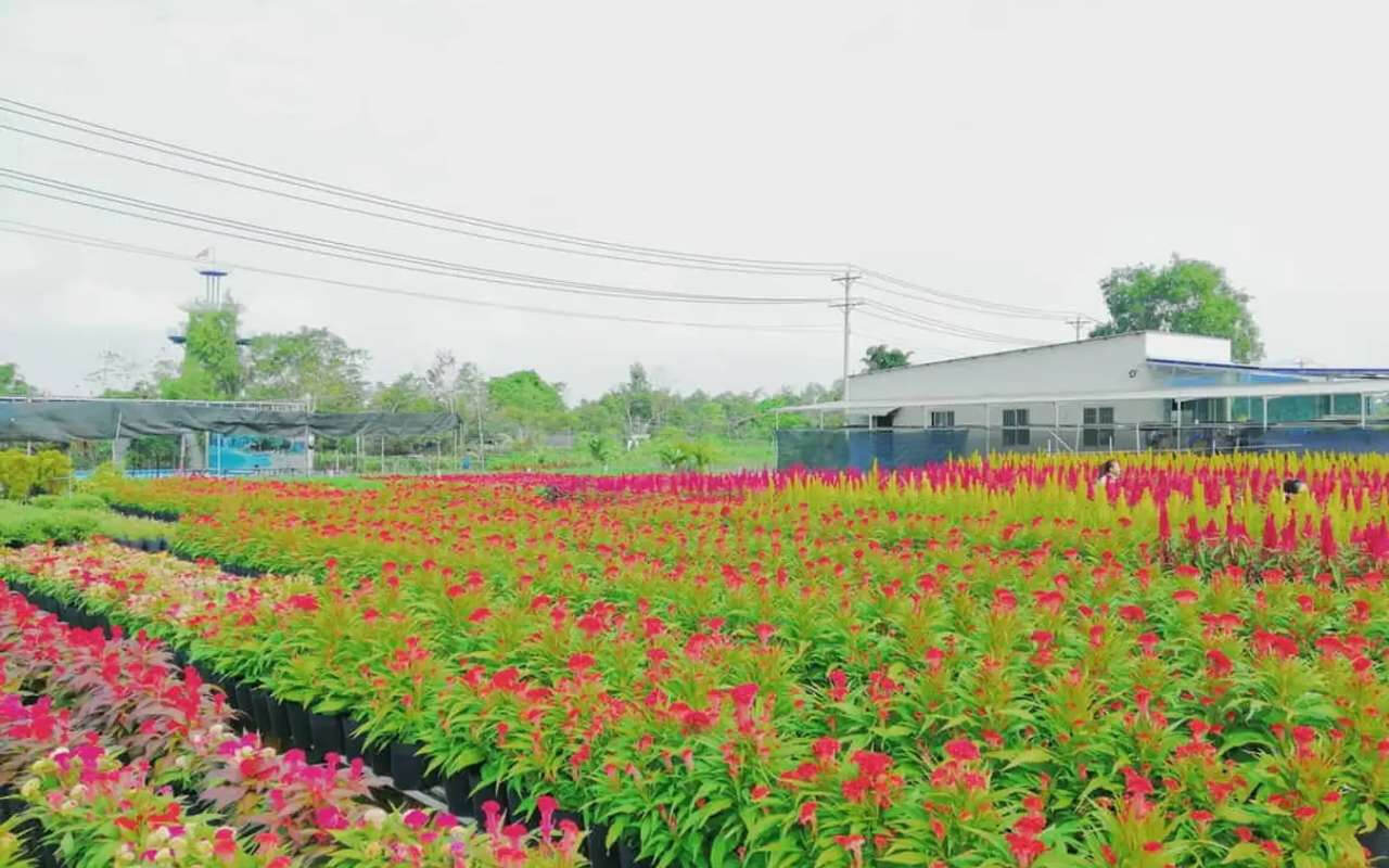 この花の村は、もともとドンタップ出身のタム・ホアイ氏によって作られました。