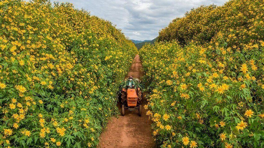アネモネの花がラムヴィアン高原を黄色に染める