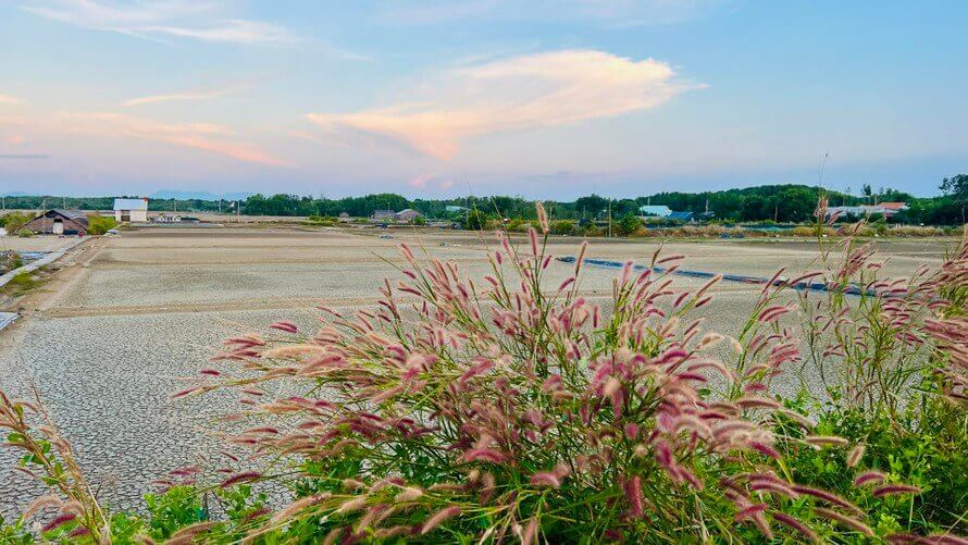 ティエンリエン島の村落の美しいピンク色の草の季節に若者たちが興奮
