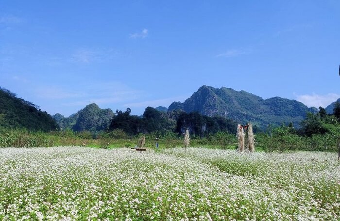 Các chủ vườn đã dựng lên những chiếc chòi, cầu nhỏ để du khách thỏa sức chụp ảnh.