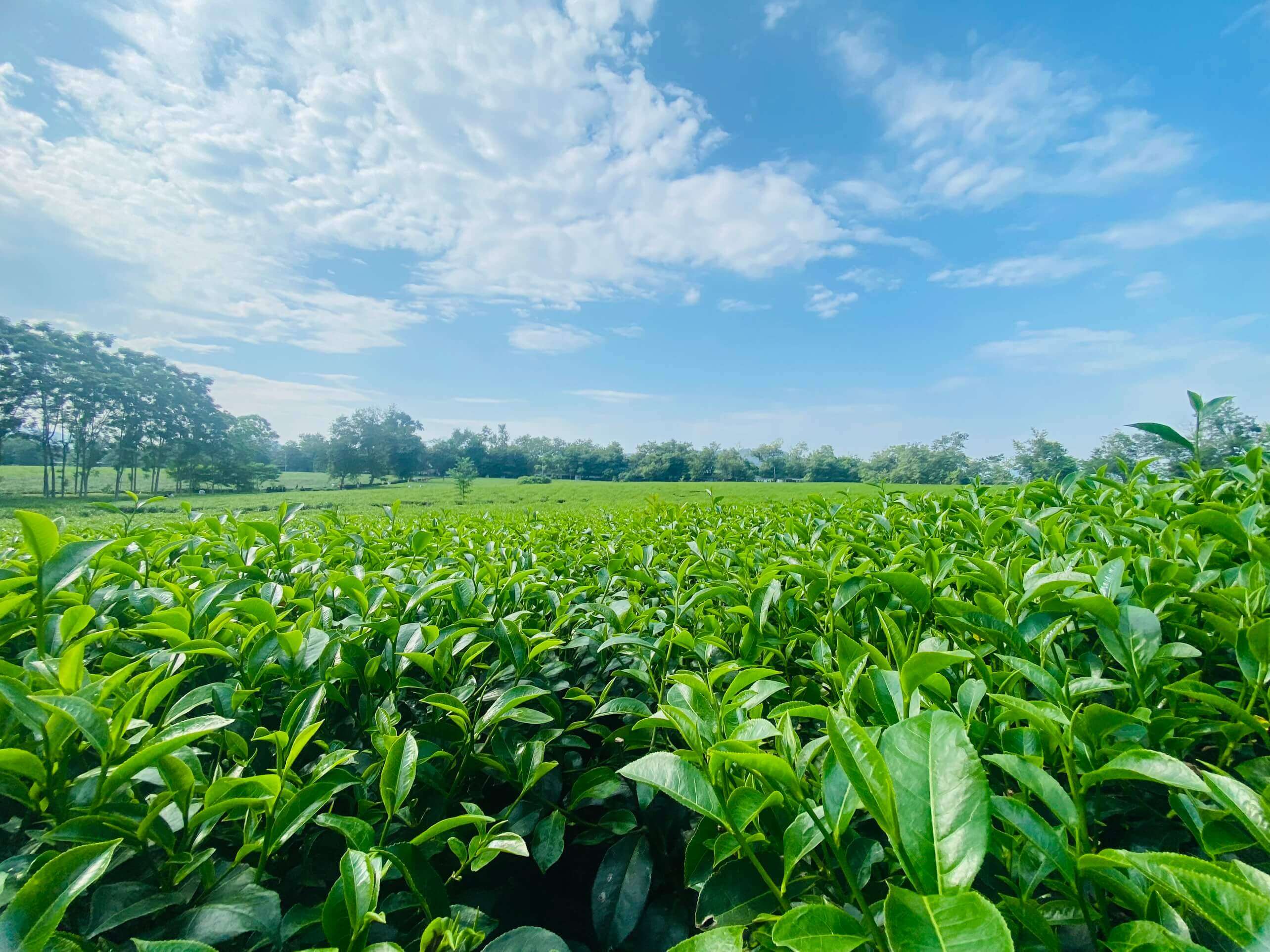 Khám Phá Đồi Chè Thanh Sơn - Thiên Đường Xanh Mướt Giữa Lòng Phú Thọ