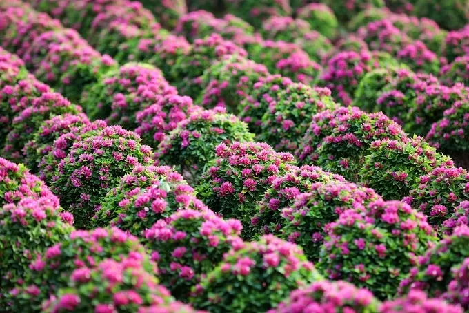 フー ソン ベン チェ紙の花の村は、私たちの先祖によって何世代にもわたって受け継がれてきた文化、その伝統的な美しさが印象的です。