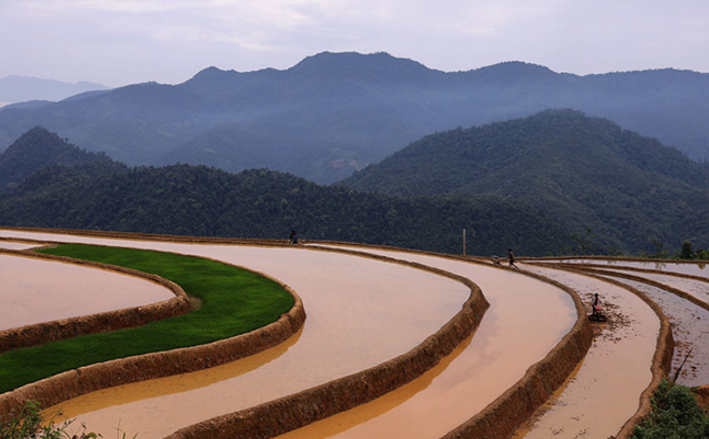 Phong Du Thuong 계단식 밭