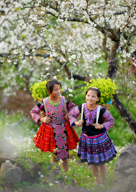 モクチャウ高原の白梅雲海に酔いしれる
