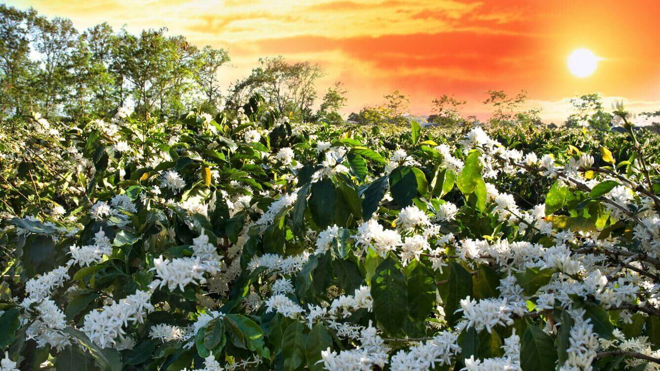 丘に白く咲くコーヒーの花 春が呼ぶ