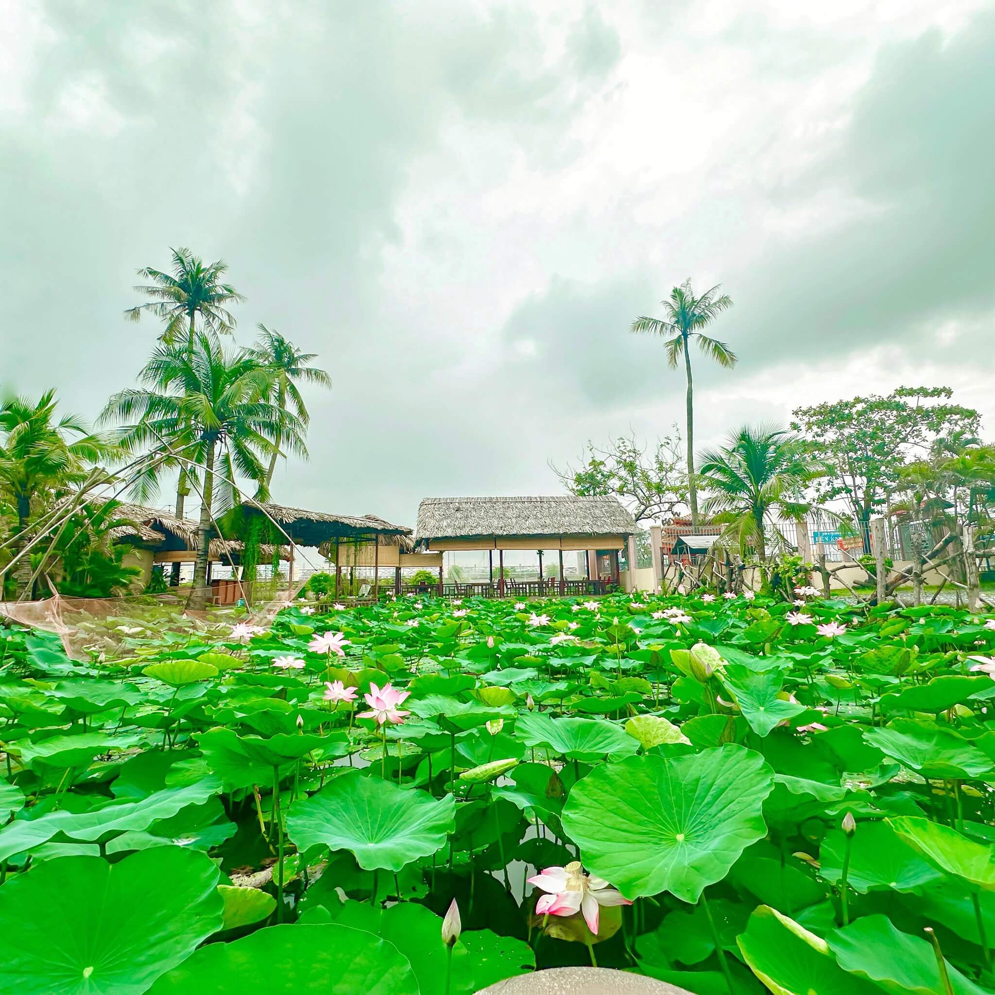 ここに来ると、緑豊かな芝生、ココナッツの木の列、小さな池が南西部の庭園スタイルを作り出している美しい庭園空間を体験することができます。