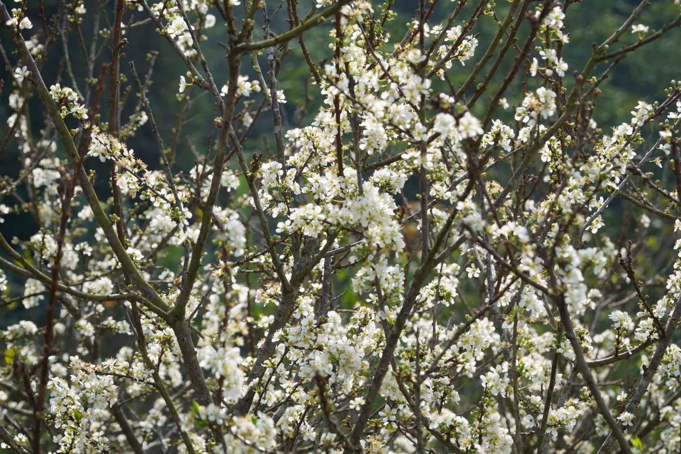 ドンラム草原は梅の花の色で白くなります