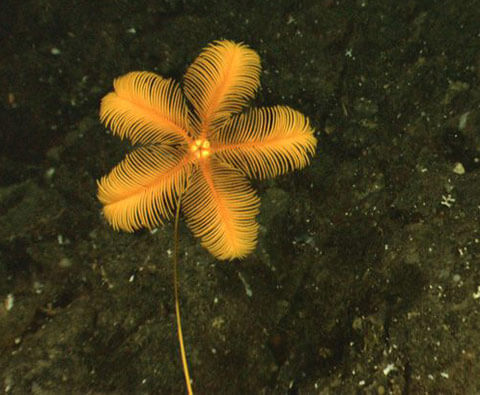 ウミユリ化石エリア