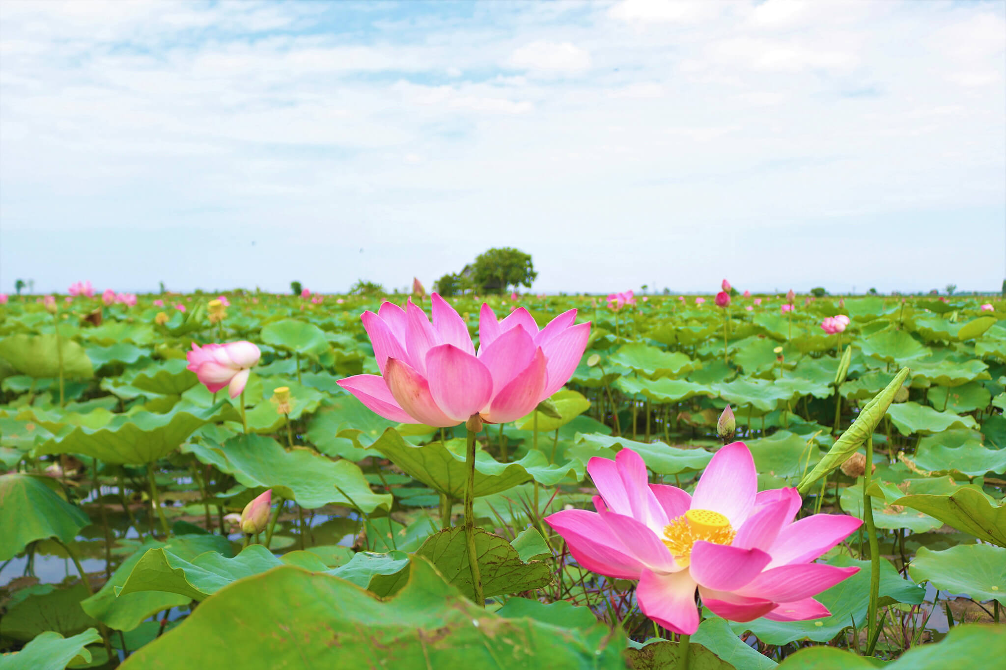 ホーおじさんの故郷、セン村
