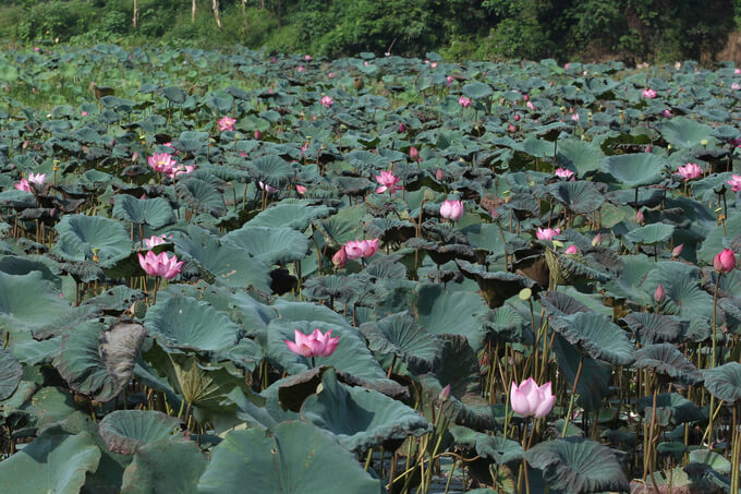 Khung cảnh miền quê xã Vân Hội, huyện Trấn Yên càng trở nên thơ mộng, cuốn hút vào mỗi mùa sen nở .