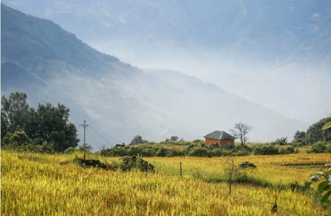 Ngôi nhà trình tường giữa màu vàng của lúa chín