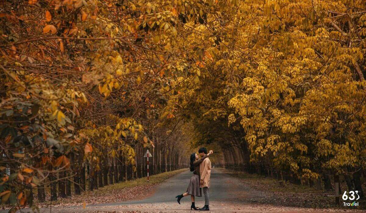 Rừng cao su Bù Đăng Bình Phước: “Hàn Quốc” thu nhỏ