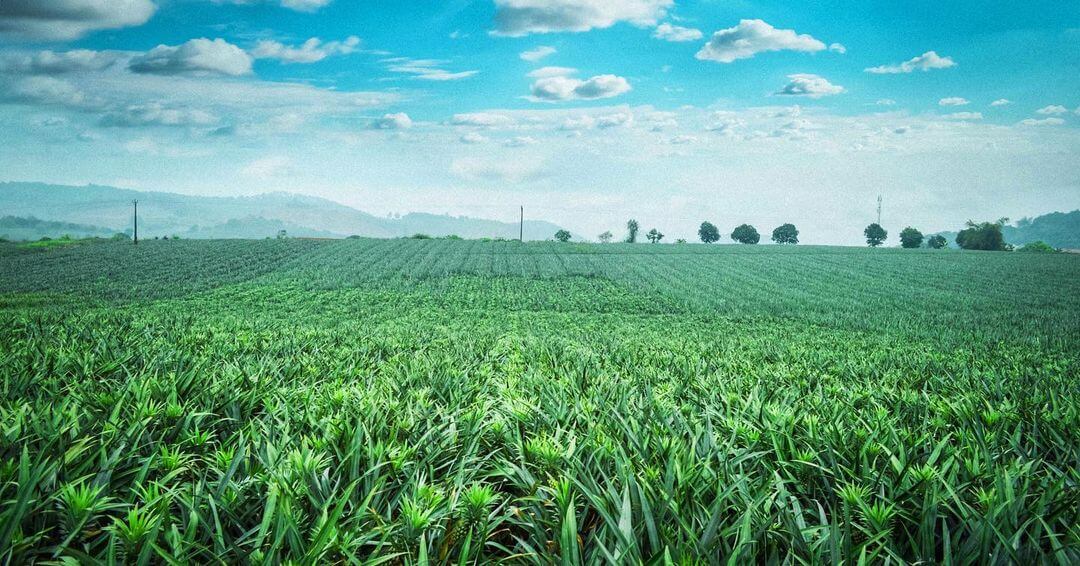 Đồi dứa Tam Điệp