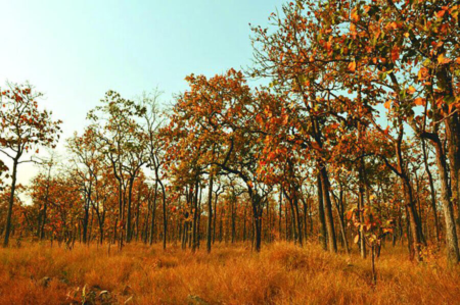 Vườn quốc gia Yok Đôn