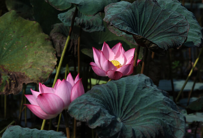 Không khí tinh khiết buổi sớm mai và hòa mình giữa thiên nhiên tươi đẹp là trải nghiệm mà bất cứ ai cũng đều sẽ mê đắm khi đến với đầm sen này.