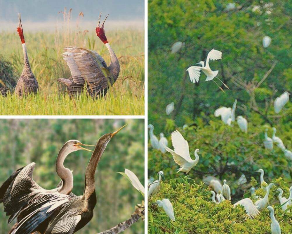 白い羽が印象的なコウノトリやサギの群れが、うっそうとした樹冠の中でのんびり羽繕いをしている