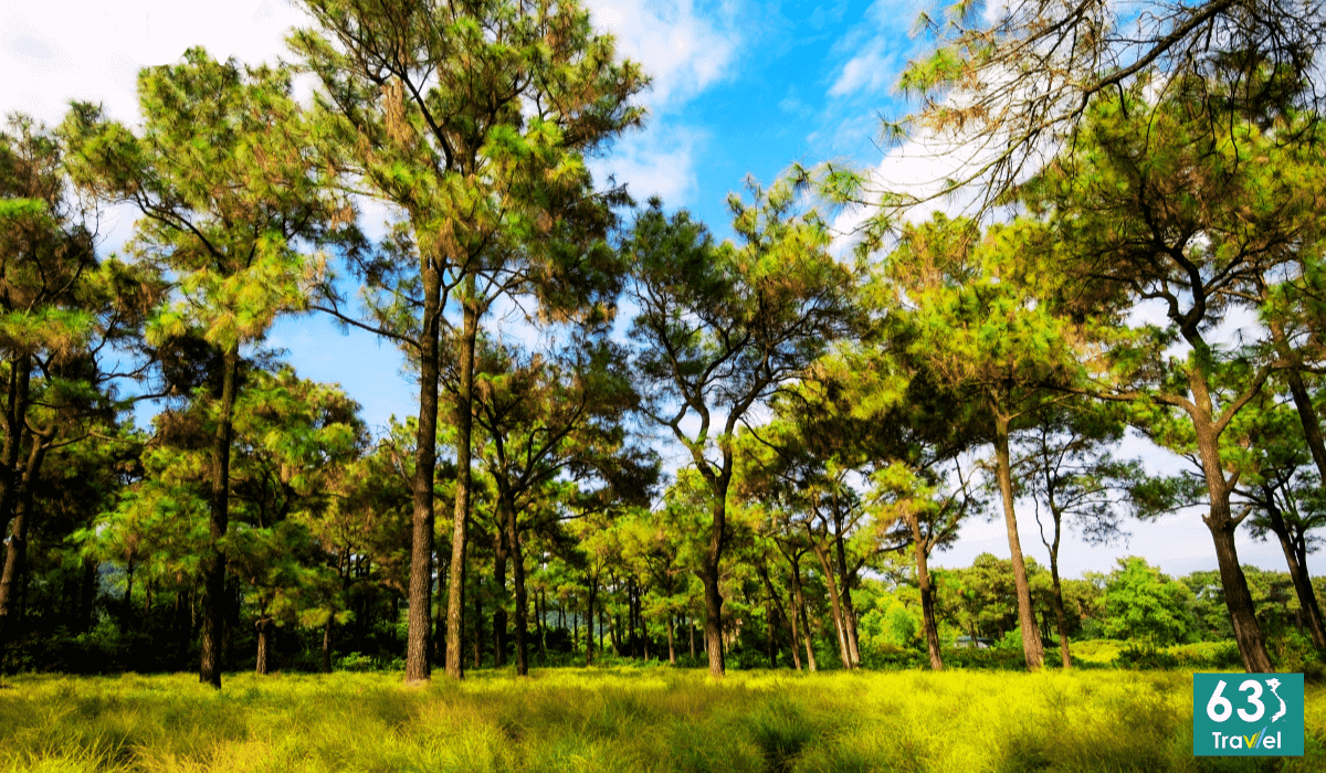 Cánh đồng cây rễ mộng mơ như Đà Lạt ở Hải Dương