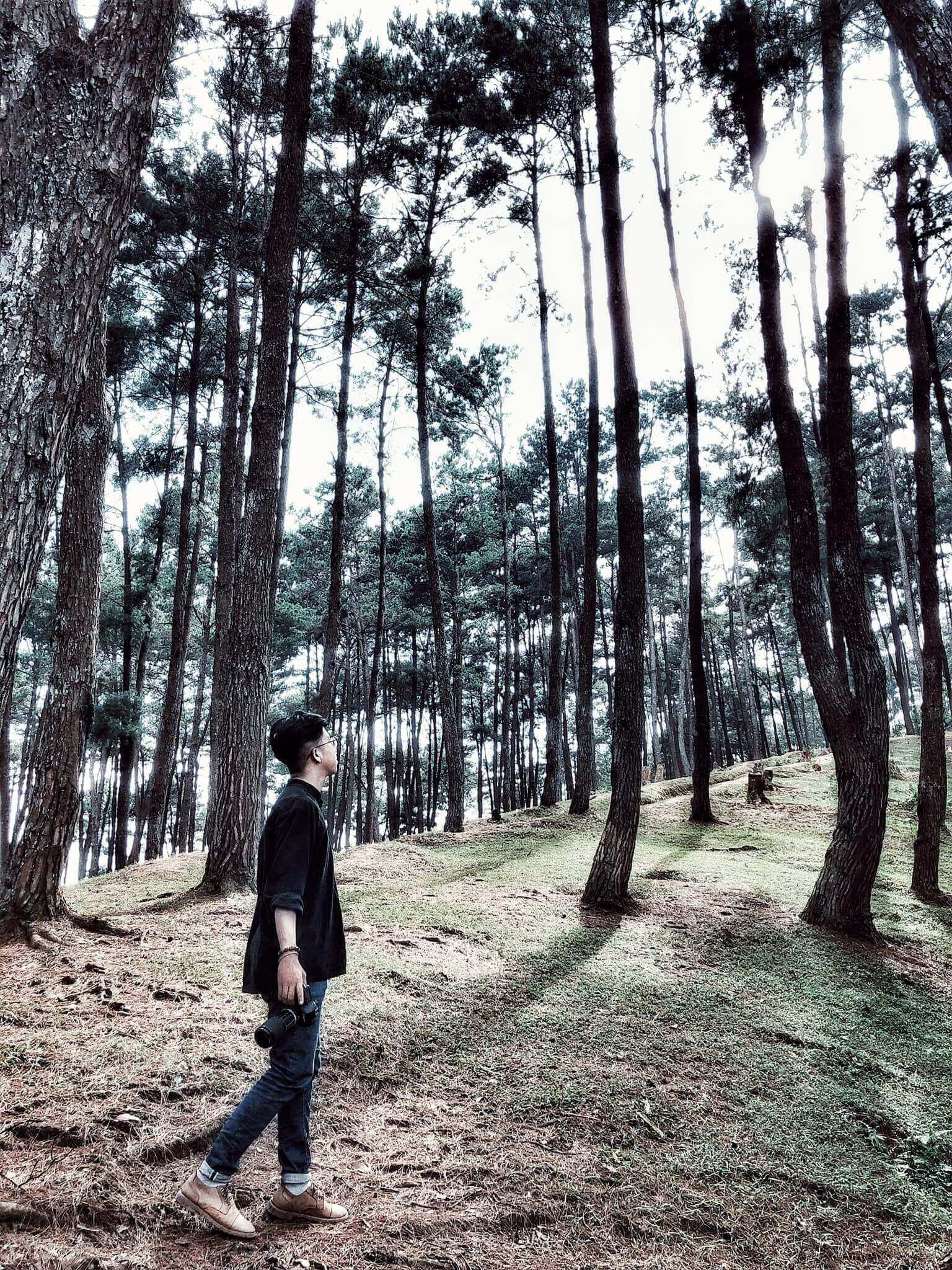 Rừng thông Yên Minh - điểm cắm trại tại cao nguyên đá