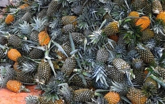 Sản phẩm của những Cánh đồng khóm Tân Phước chính là những quả khóm chất lượng cao.