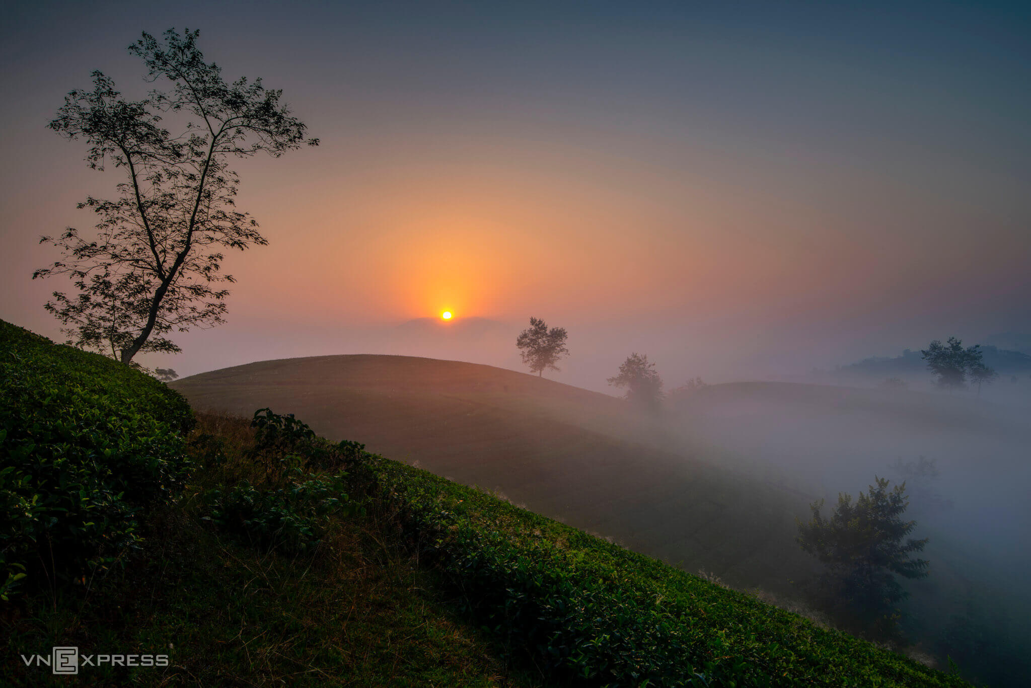 Đồi chè Long Cốc