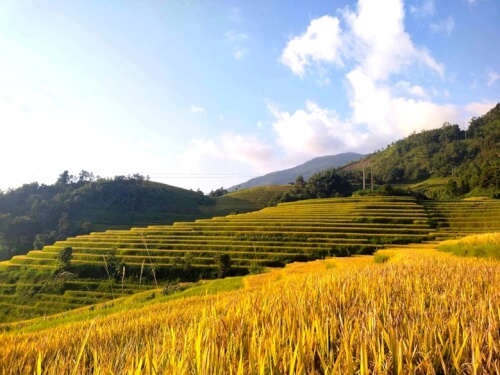 ナムチャンの黄金期は絵のように美しく、若者たちがチェックインします。