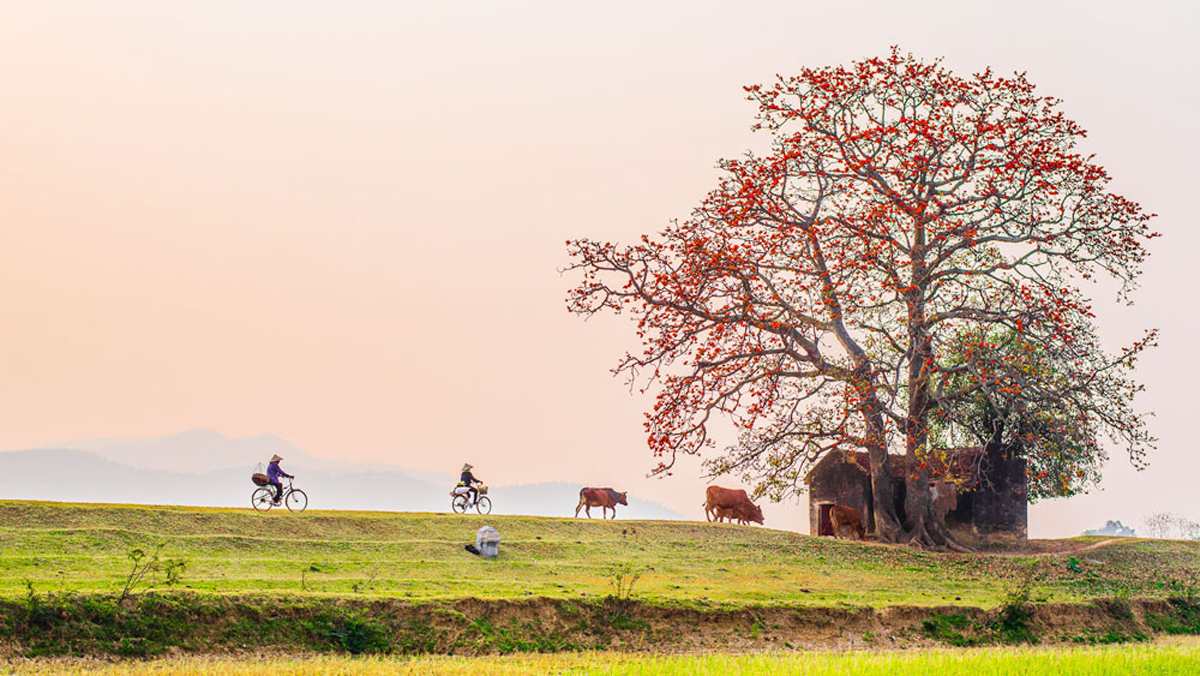 トゥオン川のほとりにある稲の木を熱心にチェックする