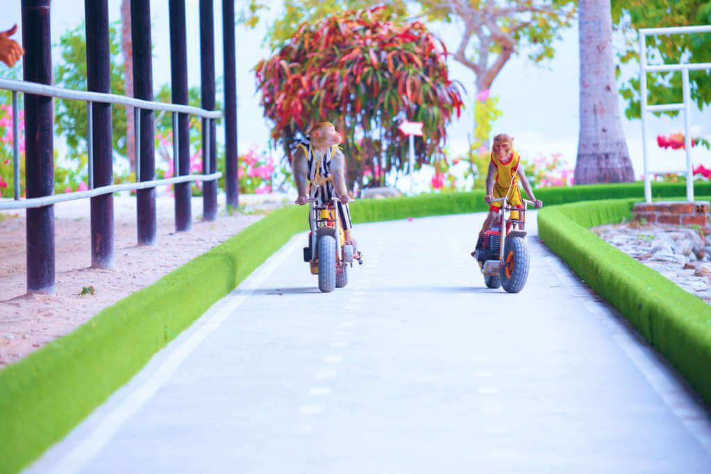 Always making viewers excited is the motorbike racing performance of monkey "racers". L