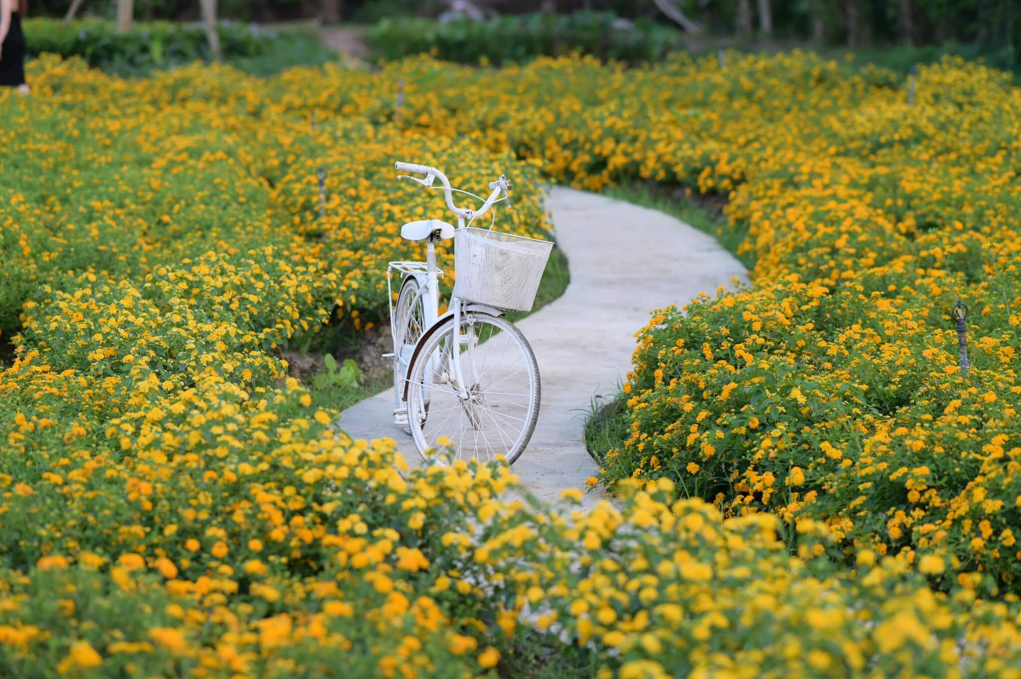 Vườn hoa Mãn Đình Hồng