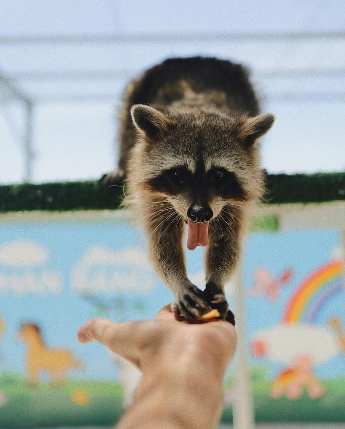 이 동물원에는 매우 친절한 모델이 있습니다