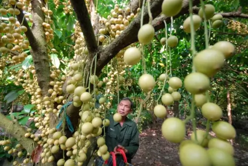 Cu Lao Tan Quy は妙に平和な緑の場所です