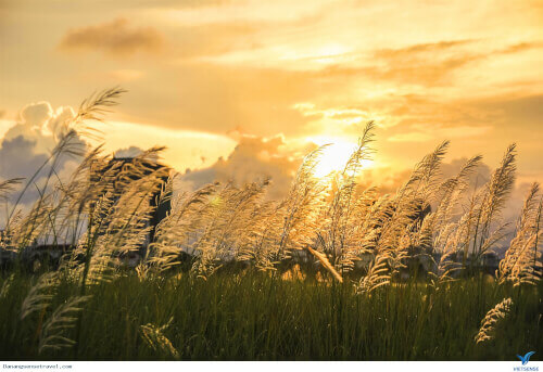 アシの季節のトライアン観光