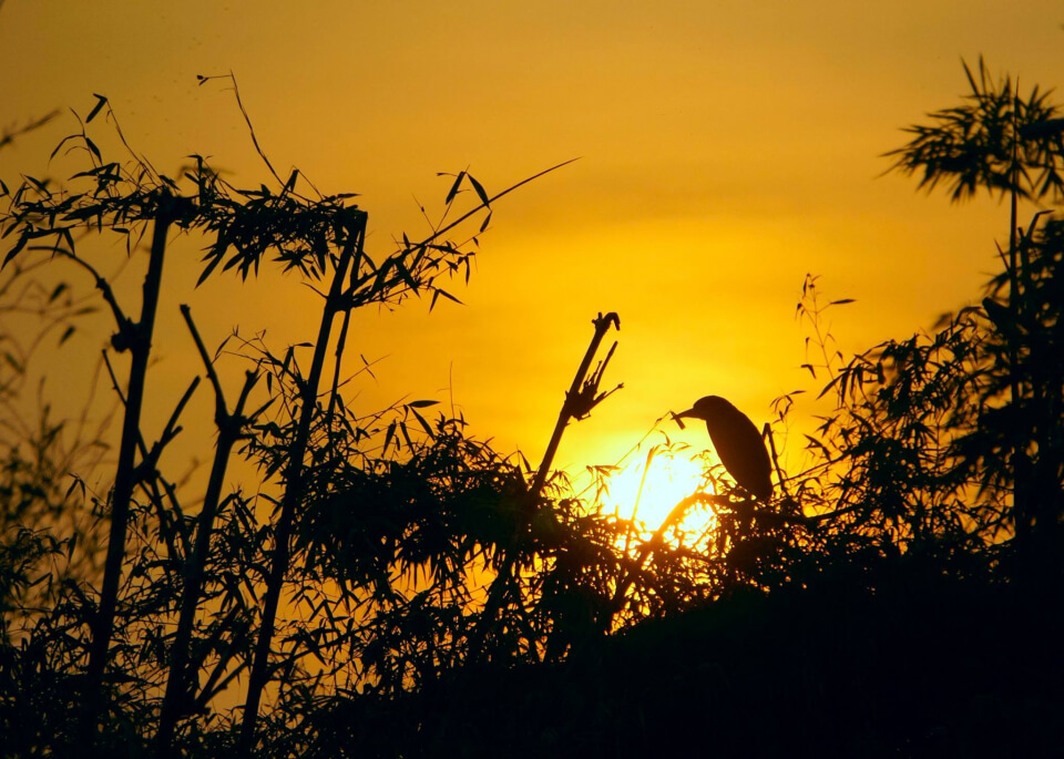 Đảo CòChi  Lăng Nam