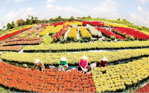 Mùa xuân ở làng hoa Sa Đéc