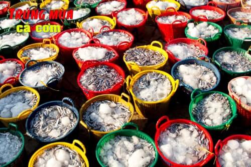 サウスセントラル地域のにぎやかなアンチョビの季節