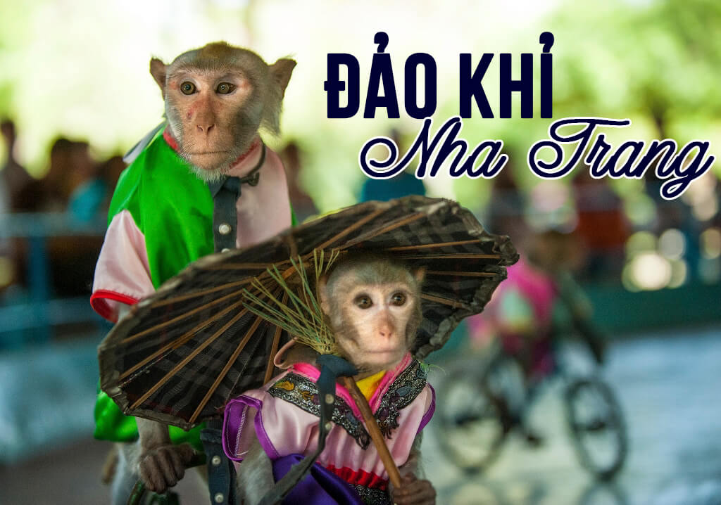 Enjoy performances by Monkey artists