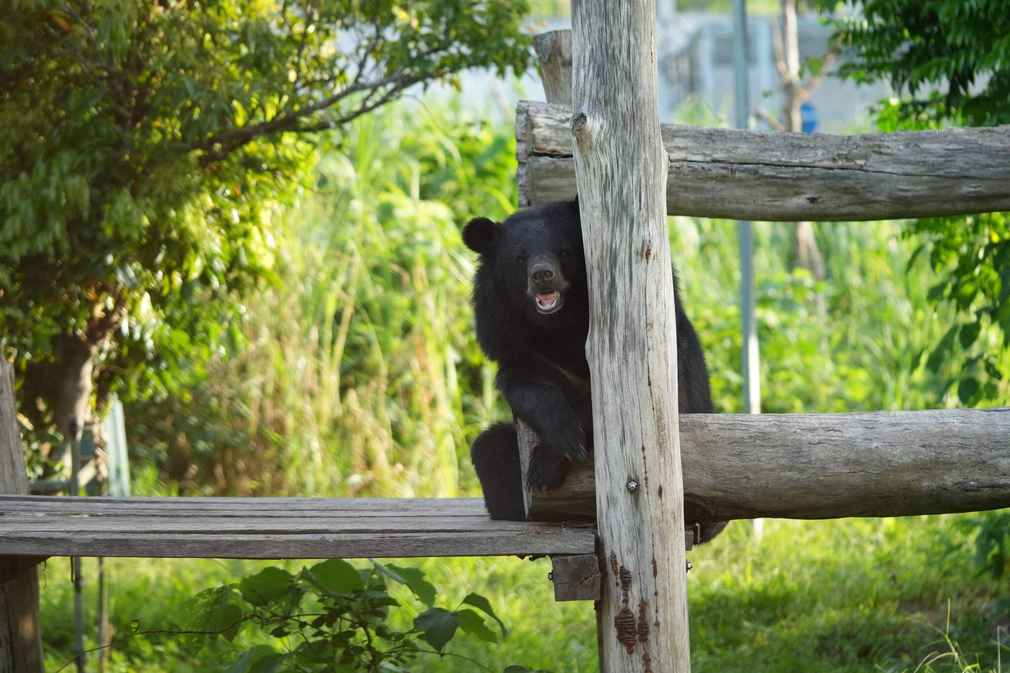 닌빈 곰 보호 기지