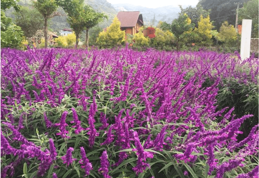 Thung lũng hoa Thải Giàng Phố