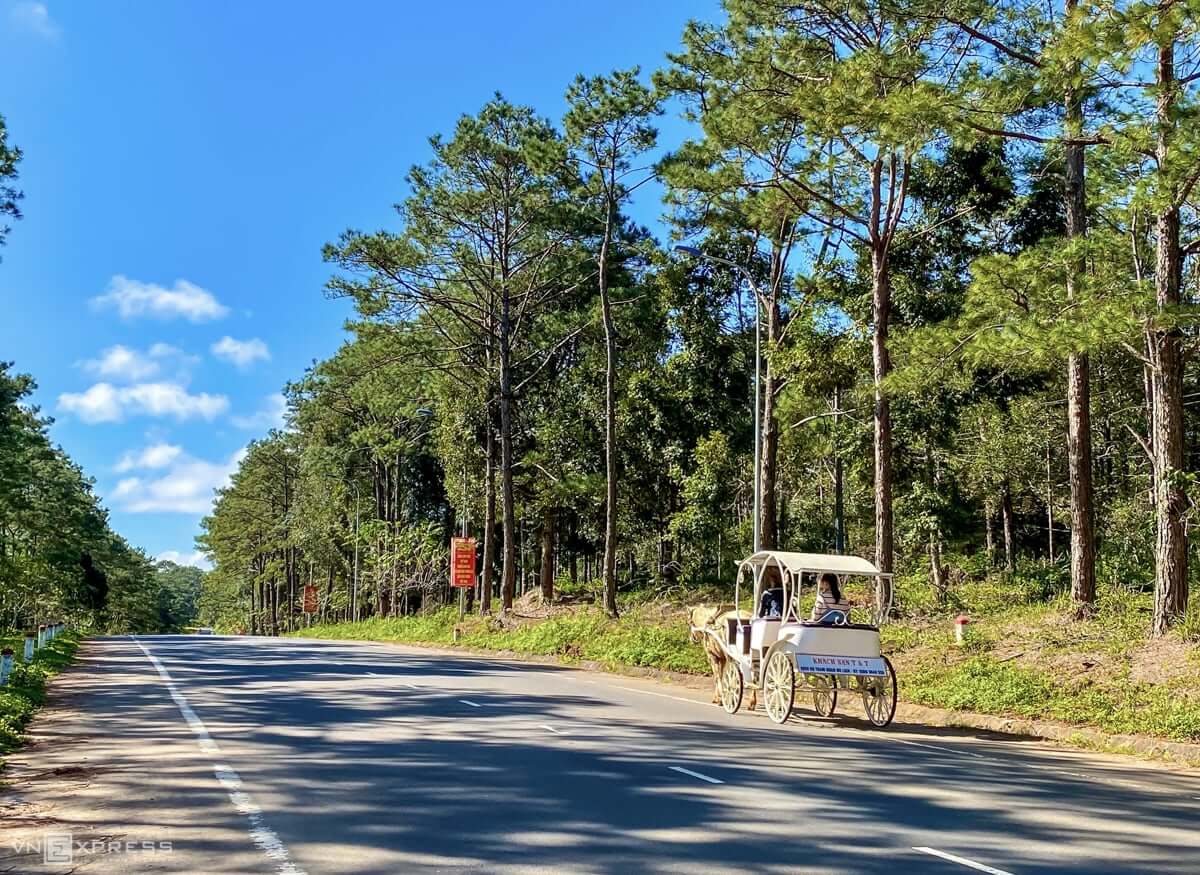 Rừng Thông Măng Đen