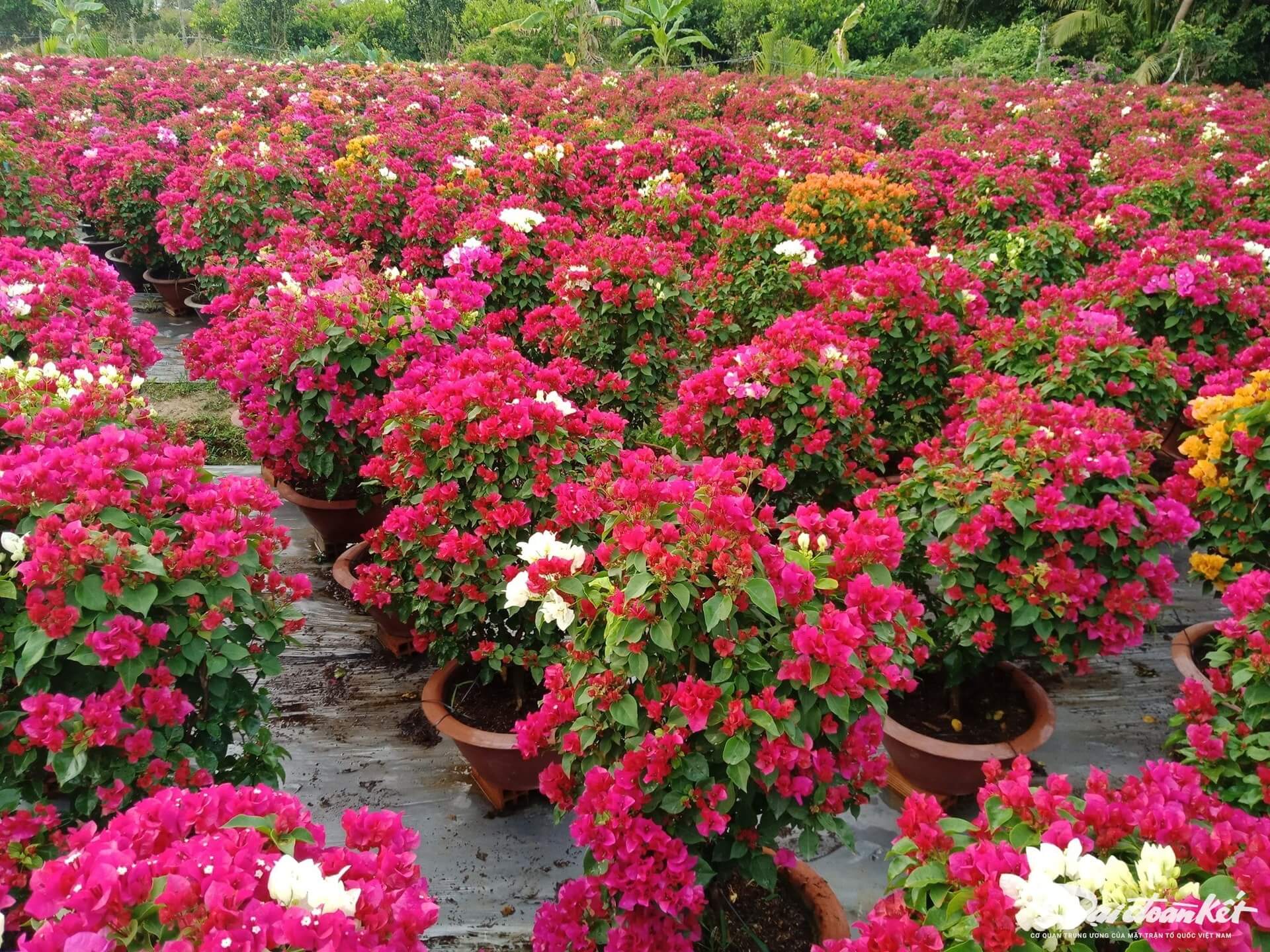 プーソン村は古くから誕生し発展してきましたが、近年徐々に知られるようになり、毎年テトや春には魅力的な観光地となっています。