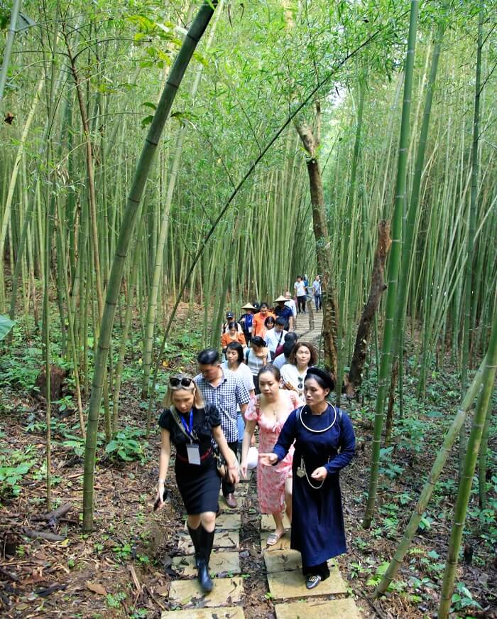 Rừng trúc Nguyên Bình .