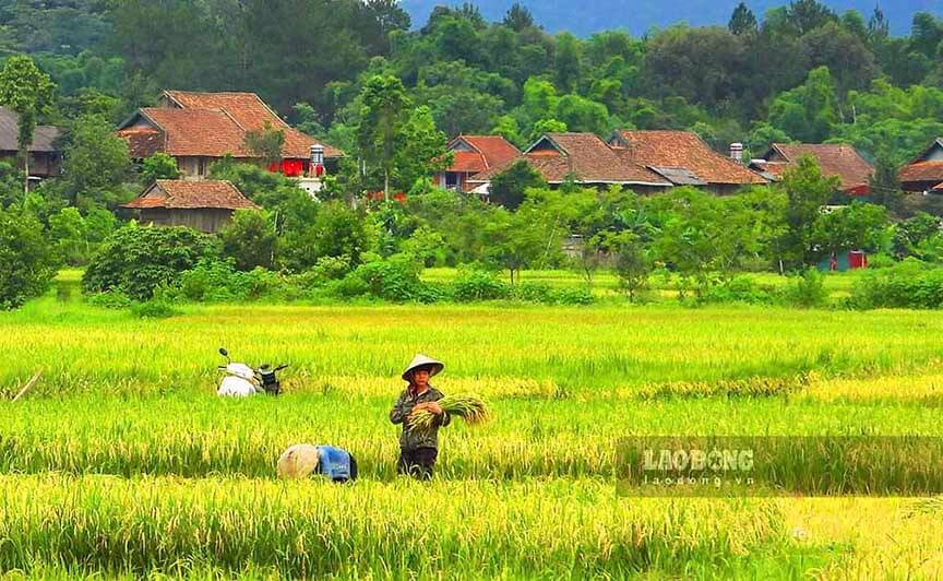 Vào mùa gặt những những nếp nhà sàn cũng trở nên thơ mộng hơn khi được bao quanh bởi màu vàng của cánh đồng lúa chín.