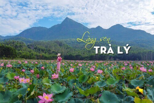 きらめく蓮の池の美しさ、トゥイ・スエンのトラ・リー