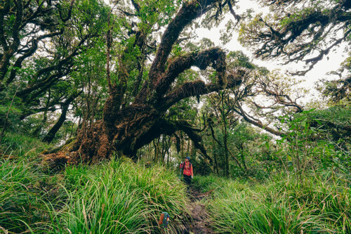 美しい「魔法の」原生林を歩き、タ・スアの新しい山頂で天の川を眺める